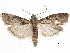  ( - BIOUG34129-H05)  @11 [ ] CreativeCommons - Attribution (2018) CBG Photography Group Centre for Biodiversity Genomics