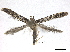  ( - BIOUG44120-A06)  @11 [ ] CreativeCommons - Attribution (2019) CBG Photography Group Centre for Biodiversity Genomics
