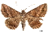  ( - BIOUG44120-A08)  @15 [ ] CreativeCommons - Attribution (2019) CBG Photography Group Centre for Biodiversity Genomics