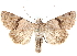  ( - BIOUG58043-A10)  @11 [ ] CreativeCommons - Attribution (2020) CBG Photography Group Centre for Biodiversity Genomics