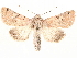  ( - BIOUG58043-A12)  @11 [ ] CreativeCommons - Attribution (2020) CBG Photography Group Centre for Biodiversity Genomics