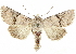  ( - BIOUG58043-B04)  @11 [ ] CreativeCommons - Attribution (2020) CBG Photography Group Centre for Biodiversity Genomics