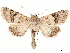  ( - BIOUG58043-B06)  @11 [ ] CreativeCommons - Attribution (2020) CBG Photography Group Centre for Biodiversity Genomics