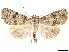  ( - BIOUG58043-C08)  @11 [ ] CreativeCommons - Attribution (2020) CBG Photography Group Centre for Biodiversity Genomics