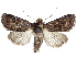  (Homorthodes new sp - BIOUG58043-D06)  @14 [ ] CreativeCommons - Attribution (2020) CBG Photography Group Centre for Biodiversity Genomics