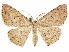  ( - BIOUG51059-G10)  @11 [ ] CreativeCommons - Attribution (2020) CBG Photography Group Centre for Biodiversity Genomics