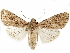  ( - BIOUG51059-H07)  @11 [ ] CreativeCommons - Attribution (2020) CBG Photography Group Centre for Biodiversity Genomics