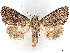  ( - BIOUG62319-A08)  @11 [ ] CreativeCommons - Attribution (2020) CBG Photography Group Centre for Biodiversity Genomics
