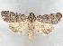  ( - BIOUG62319-A11)  @11 [ ] CreativeCommons - Attribution (2020) CBG Photography Group Centre for Biodiversity Genomics