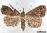  ( - BIOUG62319-A12)  @11 [ ] CreativeCommons - Attribution (2020) CBG Photography Group Centre for Biodiversity Genomics