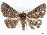  ( - BIOUG62319-B05)  @11 [ ] CreativeCommons - Attribution (2020) CBG Photography Group Centre for Biodiversity Genomics