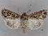  ( - BIOUG62319-B11)  @11 [ ] CreativeCommons - Attribution (2020) CBG Photography Group Centre for Biodiversity Genomics