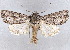  ( - BIOUG62319-C05)  @11 [ ] CreativeCommons - Attribution (2020) CBG Photography Group Centre for Biodiversity Genomics