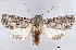  ( - BIOUG62319-C06)  @11 [ ] CreativeCommons - Attribution (2020) CBG Photography Group Centre for Biodiversity Genomics