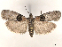  ( - BIOUG71202-A01)  @11 [ ] CreativeCommons - Attribution (2021) CBG Photography Group Centre for Biodiversity Genomics