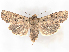  ( - BIOUG71202-F03)  @11 [ ] CreativeCommons - Attribution (2021) CBG Photography Group Centre for Biodiversity Genomics