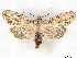  ( - BIOUG71202-F04)  @11 [ ] CreativeCommons - Attribution (2021) CBG Photography Group Centre for Biodiversity Genomics