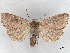  ( - BIOUG74608-B05)  @11 [ ] CreativeCommons - Attribution (2021) CBG Photography Group Centre for Biodiversity Genomics