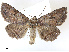  ( - BIOUG89936-G12)  @11 [ ] CreativeCommons - Attribution Share-Alike (2023) CBG Photography Group Centre for Biodiversity Genomics