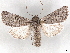  ( - BIOUG89965-G09)  @11 [ ] CreativeCommons - Attribution (2022) CBG Photography Group Centre for Biodiversity Genomics