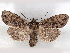  ( - BIOUG89965-H06)  @11 [ ] CreativeCommons - Attribution (2022) CBG Photography Group Centre for Biodiversity Genomics