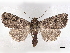  ( - BIOUG89965-H08)  @11 [ ] CreativeCommons - Attribution (2022) CBG Photography Group Centre for Biodiversity Genomics