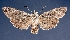  ( - KSLEP1000-17)  @13 [ ] Copyright (2017) Kenneth H Stead Canadian National Collection of Insects, Arachnids and Nematodes