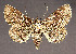  ( - KSLEP1002-17)  @11 [ ] Copyright (2017) Kenneth H Stead Canadian National Collection of Insects, Arachnids and Nematodes