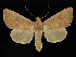  ( - KSLEP1010-17)  @14 [ ] Copyright (2017) Kenneth H Stead Canadian National Collection of Insects, Arachnids and Nematodes