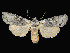  ( - KSLEP1012-17)  @14 [ ] Copyright (2017) Kenneth H Stead Canadian National Collection of Insects, Arachnids and Nematodes