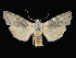  ( - KSLEP1013-17)  @14 [ ] Copyright (2017) Kenneth H Stead Canadian National Collection of Insects, Arachnids and Nematodes