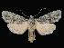  ( - KSLEP1014-17)  @13 [ ] Copyright (2017) Kenneth H Stead Canadian National Collection of Insects, Arachnids and Nematodes