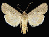  ( - KSLEP1016-17)  @11 [ ] Copyright (2017) Kenneth H Stead Canadian National Collection of Insects, Arachnids and Nematodes