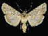  (Sympistis chons grp - KSLEP1017-17)  @15 [ ] Copyright (2017) Kenneth H Stead Canadian National Collection of Insects, Arachnids and Nematodes