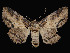  ( - KSLEP1024-17)  @11 [ ] Copyright (2017) Kenneth H Stead Canadian National Collection of Insects, Arachnids and Nematodes