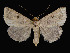  (Glympis - KSLEP1029-17)  @13 [ ] Copyright (2017) Kenneth H Stead Canadian National Collection of Insects, Arachnids and Nematodes