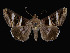  ( - KSLEP1030-17)  @14 [ ] Copyright (2017) Kenneth H Stead Canadian National Collection of Insects, Arachnids and Nematodes
