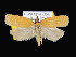  ( - KSLEP1040-17)  @14 [ ] Copyright (2017) Kenneth H Stead Canadian National Collection of Insects, Arachnids and Nematodes