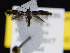  ( - KSLEP1057-17)  @13 [ ] Copyright (2017) Kenneth H Stead Canadian National Collection of Insects, Arachnids and Nematodes