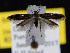  ( - KSLEP1059-17)  @12 [ ] Copyright (2017) Kenneth H Stead Canadian National Collection of Insects, Arachnids and Nematodes
