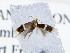  ( - KSLEP1073)  @12 [ ] Copyright (2017) Kenneth H Stead Canadian National Collection of Insects, Arachnids and Nematodes
