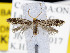  ( - KSLEP1105)  @11 [ ] Copyright (2017) Kenneth H Stead Canadian National Collection of Insects, Arachnids and Nematodes