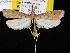  ( - KSLEP1108)  @13 [ ] Copyright (2017) Kenneth H Stead Canadian National Collection of Insects, Arachnids and Nematodes