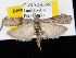  ( - KSLEP1111)  @13 [ ] Copyright (2017) Kenneth H Stead Canadian National Collection of Insects, Arachnids and Nematodes