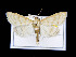 (Paracorsia - KSLEP1113)  @14 [ ] Copyright (2017) Kenneth H Stead Canadian National Collection of Insects, Arachnids and Nematodes