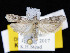  ( - KSLEP1116)  @14 [ ] Copyright (2017) Kenneth H Stead Canadian National Collection of Insects, Arachnids and Nematodes