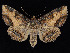  (Zale clandestina - KSLEP1129)  @14 [ ] Copyright (2017) Kenneth H Stead Canadian National Collection of Insects, Arachnids and Nematodes