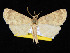  ( - KSLEP1139)  @11 [ ] Copyright (2017) Kenneth H Stead Canadian National Collection of Insects, Arachnids and Nematodes