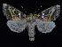  ( - KSLEP1236)  @13 [ ] Copyright (2018) Kenneth H Stead Canadian National Collection of Insects, Arachnids and Nematodes