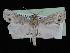  ( - KSLEP1241)  @11 [ ] Copyright (2018) Kenneth H Stead Canadian National Collection of Insects, Arachnids and Nematodes